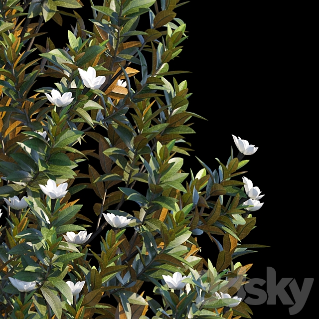 Magnolia Grandiflora 3ds Max - thumbnail 2