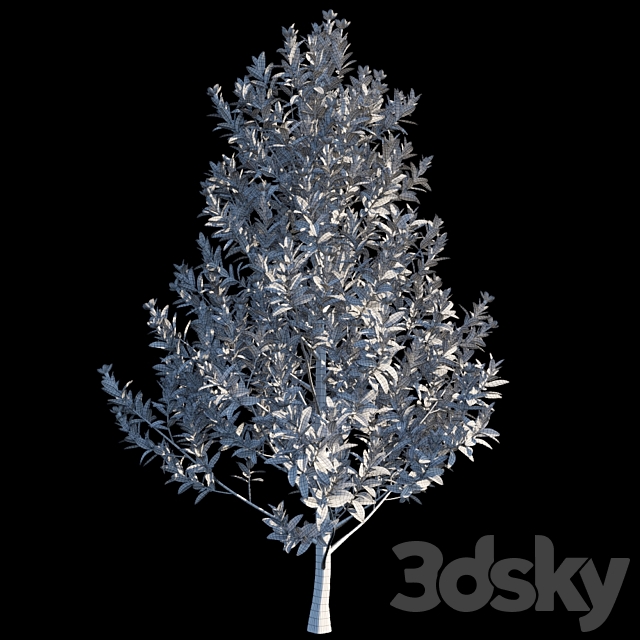 Magnolia Grandiflora 3ds Max - thumbnail 3