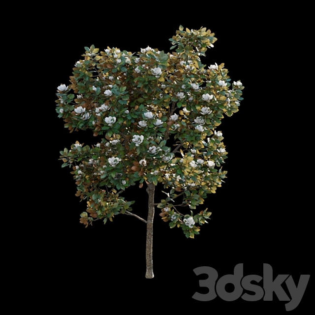 Magnolia grandiflora 3DS Max Model - thumbnail 4