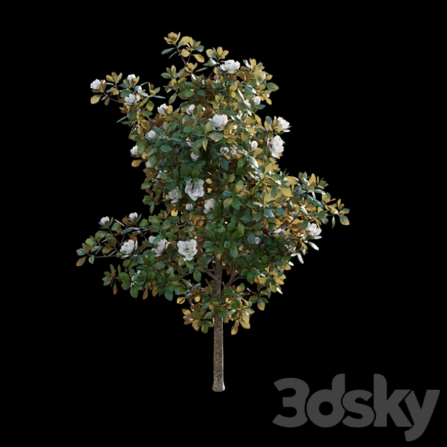 Magnolia grandiflora 3DS Max Model - thumbnail 5