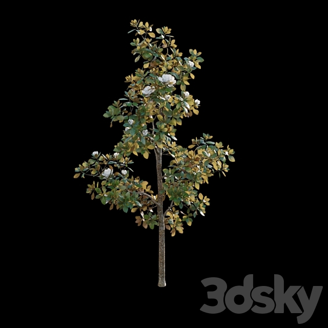 Magnolia grandiflora 3DS Max Model - thumbnail 6