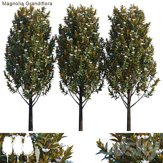 Magnolia grandiflora 3DSMax File - thumbnail 1