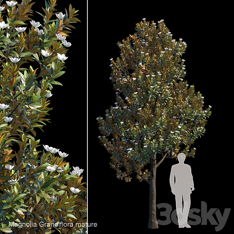 Magnolia Grandiflora mature 3DS Max - thumbnail 1