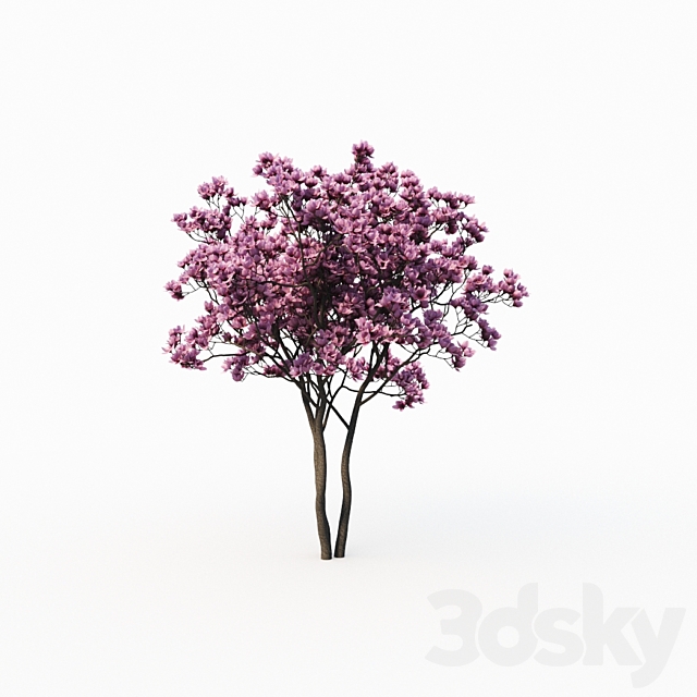 Magnolia Liliflora (3m) 2 Tree Set 3DS Max Model - thumbnail 2