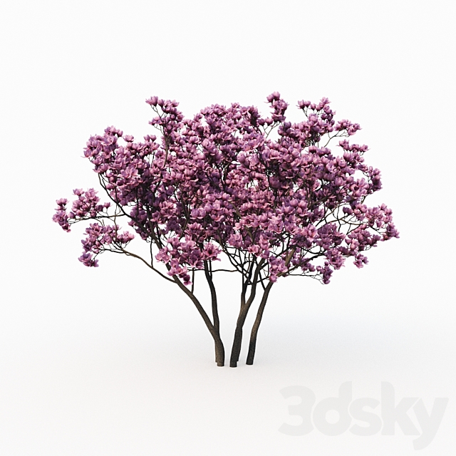 Magnolia Liliflora (3m) 2 Tree Set 3DS Max Model - thumbnail 3