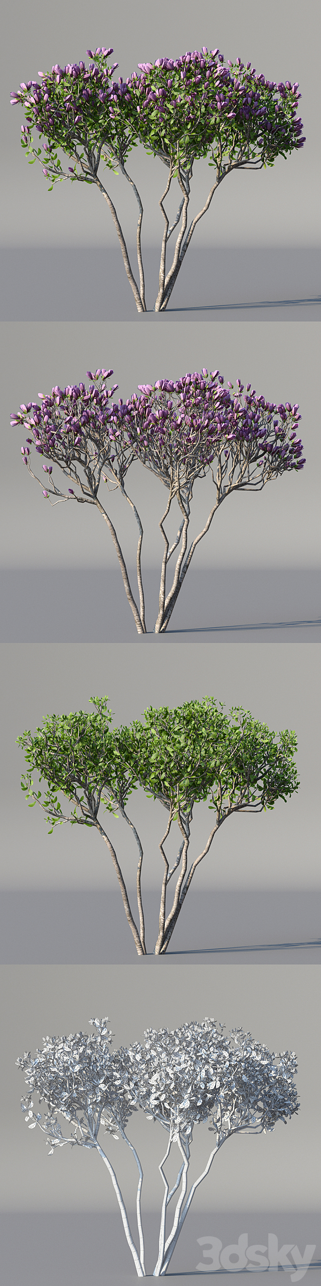 Magnolia Sulange 2 tree | Magnolia x soulangeana 3DS Max Model - thumbnail 2