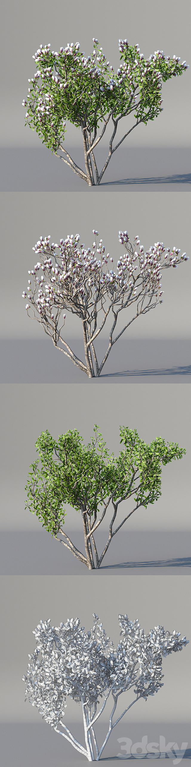 Magnolia Sulange 2 tree | Magnolia x soulangeana 3DS Max Model - thumbnail 3