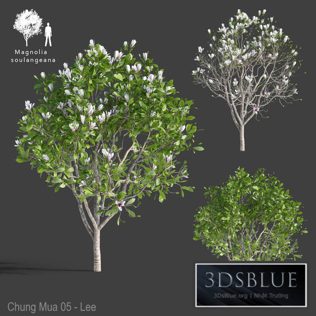 Magnolia Sulange | Magnolia x soulangeana 3DS Max - thumbnail 3