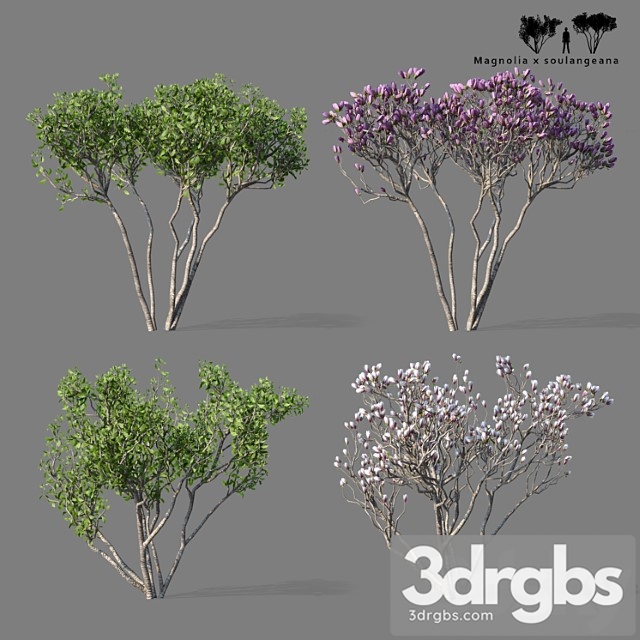 Magnolia Sulangeana 2 Trees Magnolia X Sulangeana 3dsmax Download - thumbnail 1