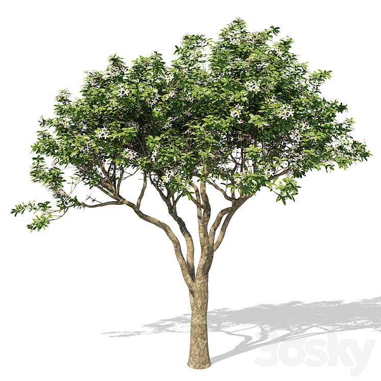 Magnolia Tree 3DS Max - thumbnail 1