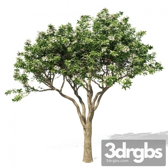 Magnolia Tree 3dsmax Download - thumbnail 1