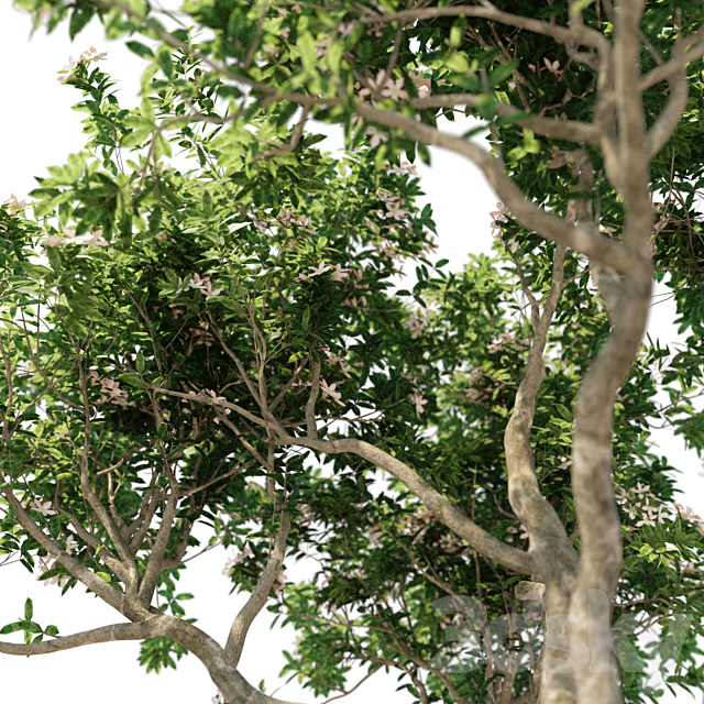 Magnolia Tree 3DSMax File - thumbnail 2