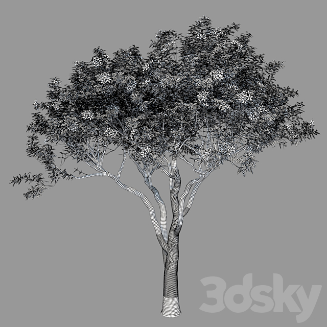 Magnolia Tree 3DSMax File - thumbnail 3