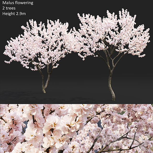 Malus flowering # 4 3ds Max - thumbnail 1