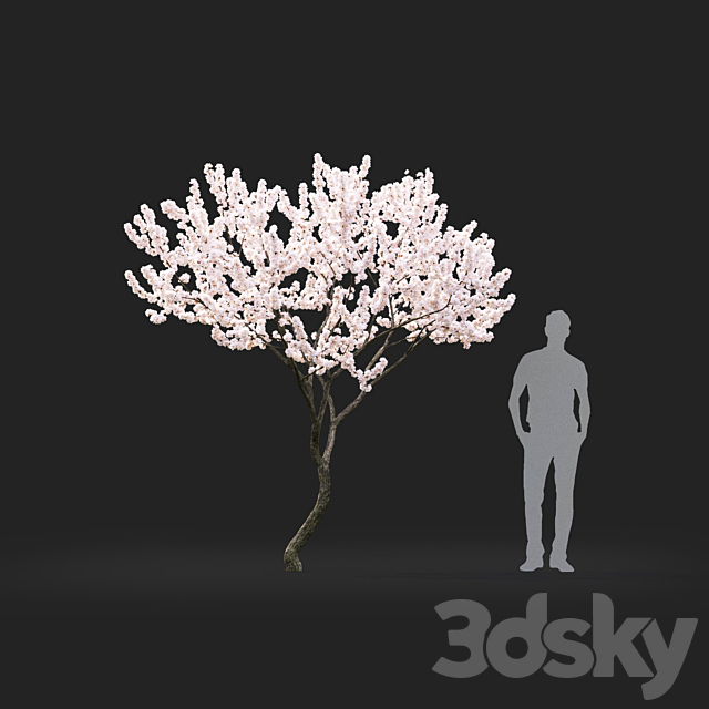 Malus flowering # 4 3ds Max - thumbnail 2