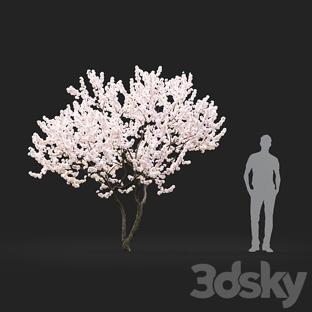 Malus flowering # 4 3ds Max - thumbnail 3