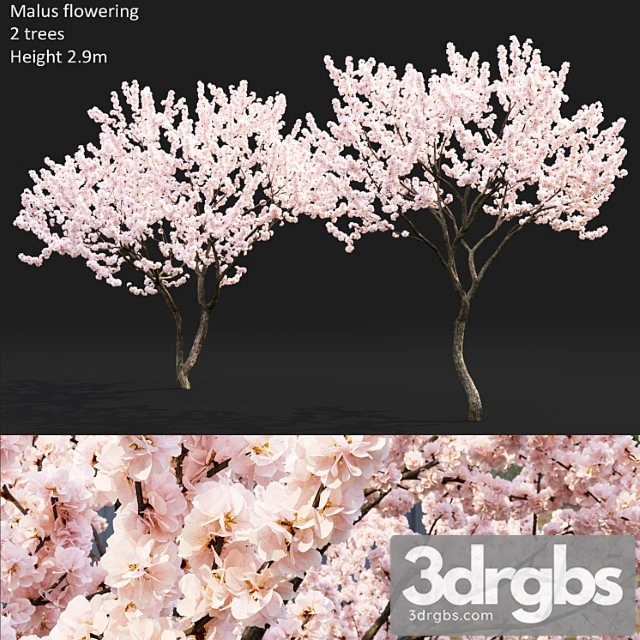 Malus Flowering 4 3dsmax Download - thumbnail 1