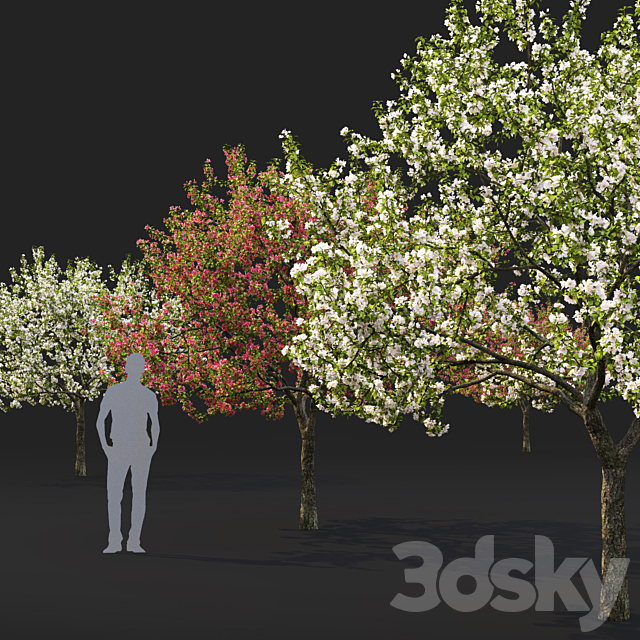 Malus flowering # 5 3DS Max Model - thumbnail 2