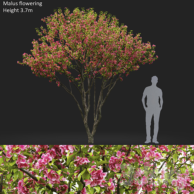 Malus flowering # 6 3ds Max - thumbnail 1