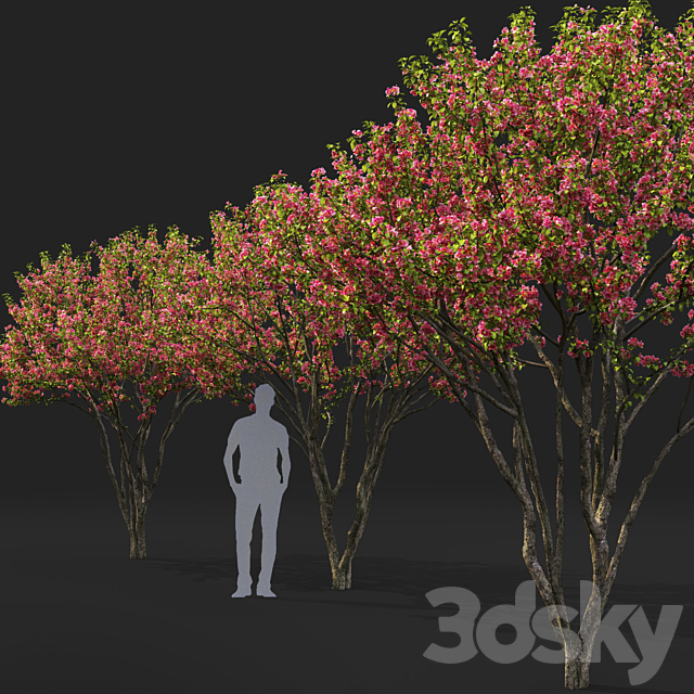 Malus flowering # 6 3ds Max - thumbnail 2