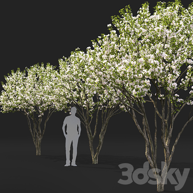 Malus flowering # 6 3ds Max - thumbnail 3