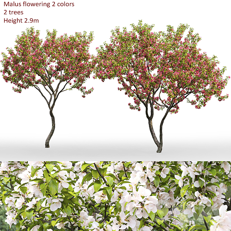 Malus flowering # 7 3DS Max - thumbnail 1