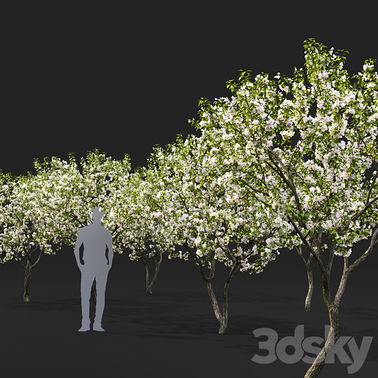 Malus flowering # 7 3DS Max - thumbnail 2