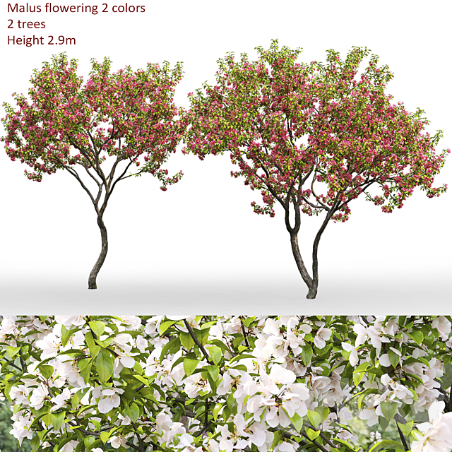 Malus flowering # 7 3DSMax File - thumbnail 1