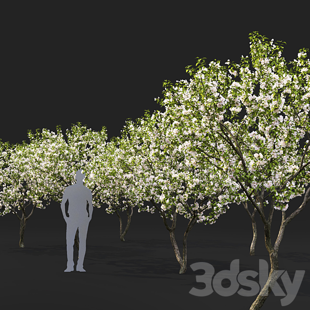 Malus flowering # 7 3DSMax File - thumbnail 2