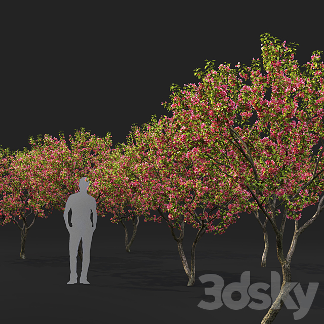 Malus flowering # 7 3DSMax File - thumbnail 3