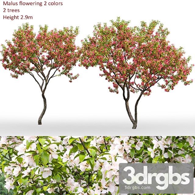 Malus flowering _3 - thumbnail 1