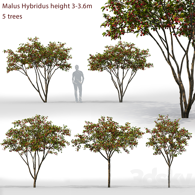 Malus Hybridus 1 3DS Max - thumbnail 1