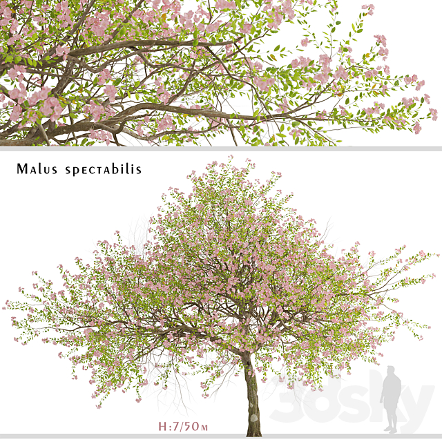 Malus spectabilis Tree (Chinese Flowering Crabapple) (1 Tree) 3ds Max - thumbnail 1