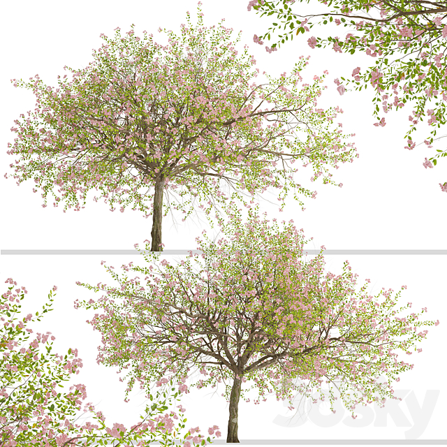 Malus spectabilis Tree (Chinese Flowering Crabapple) (1 Tree) 3ds Max - thumbnail 2