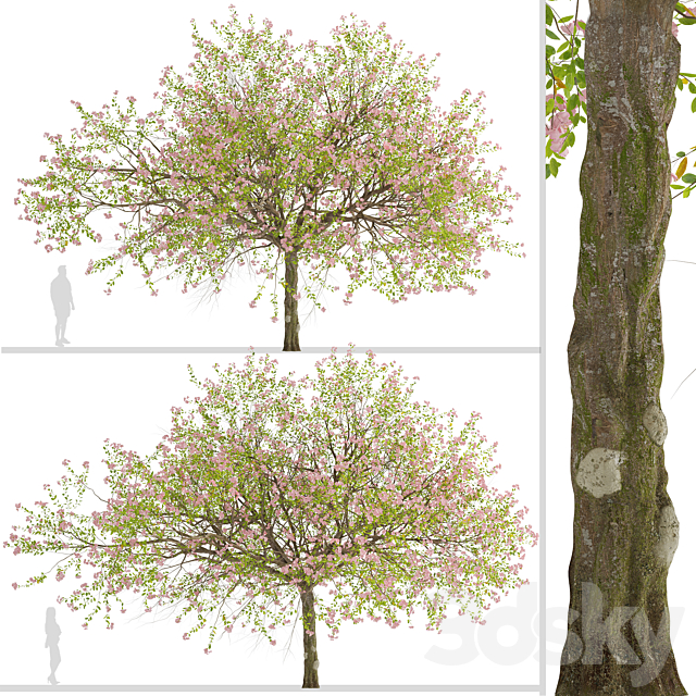 Malus spectabilis Tree (Chinese Flowering Crabapple) (1 Tree) 3ds Max - thumbnail 3