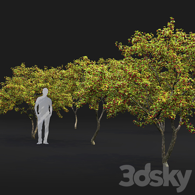 Malus  tree 3DS Max Model - thumbnail 2