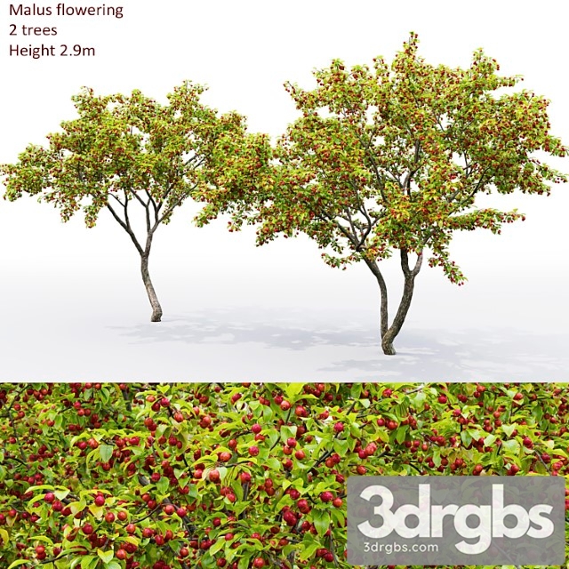 Malus Tree 3dsmax Download - thumbnail 1