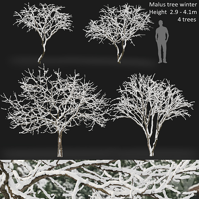 Malus winter tree 3ds Max - thumbnail 1