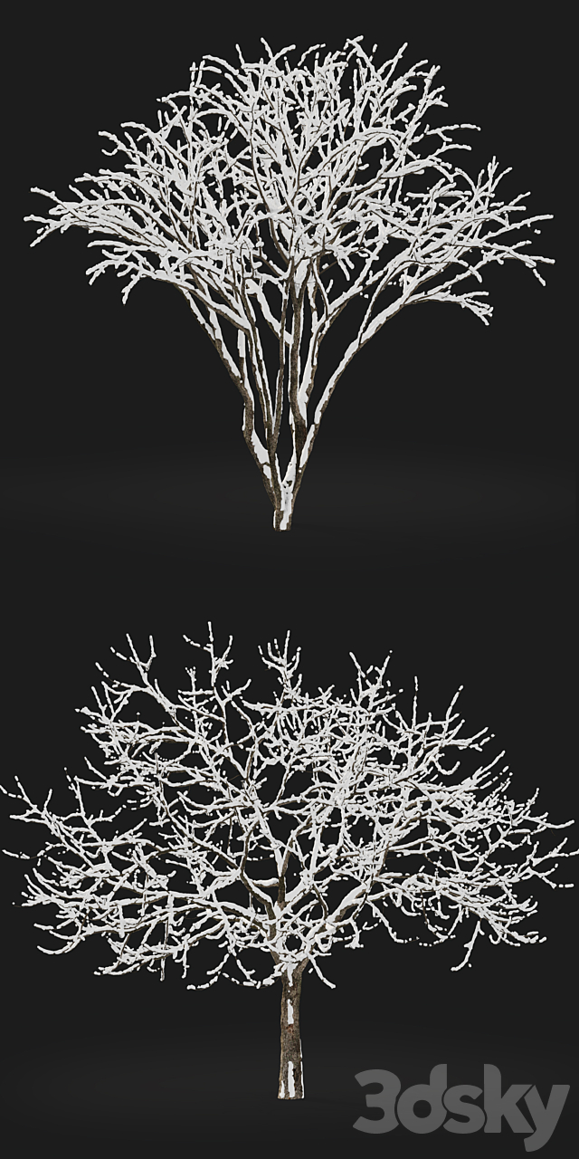 Malus winter tree 3ds Max - thumbnail 2