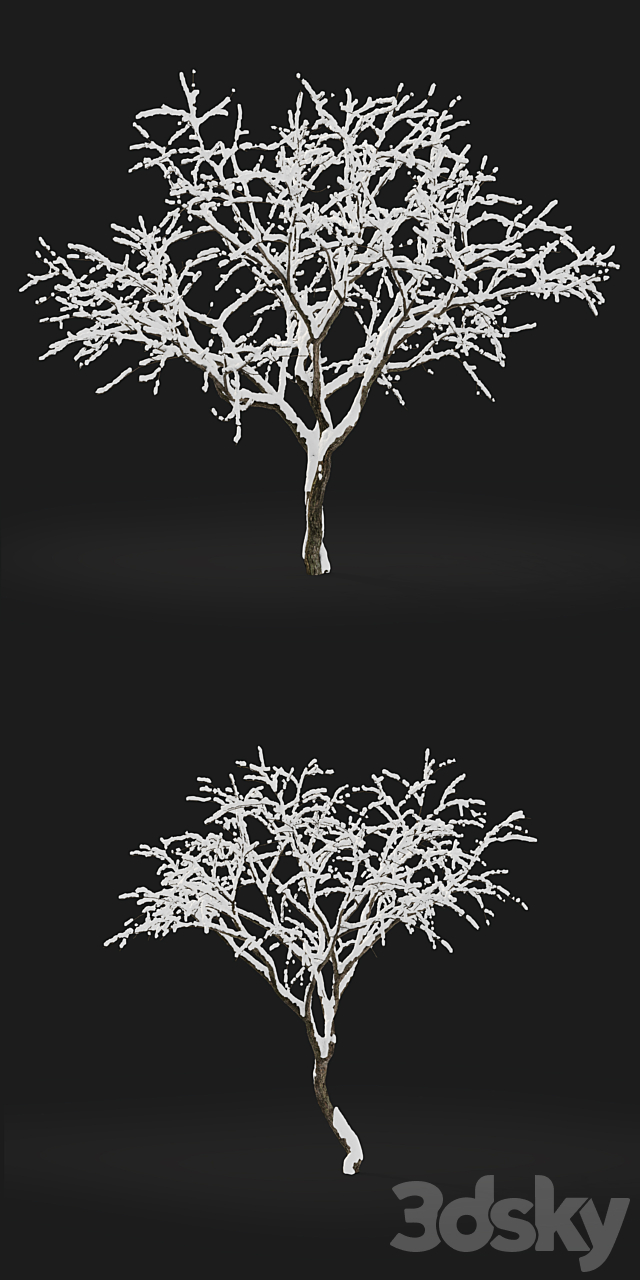 Malus winter tree 3ds Max - thumbnail 3