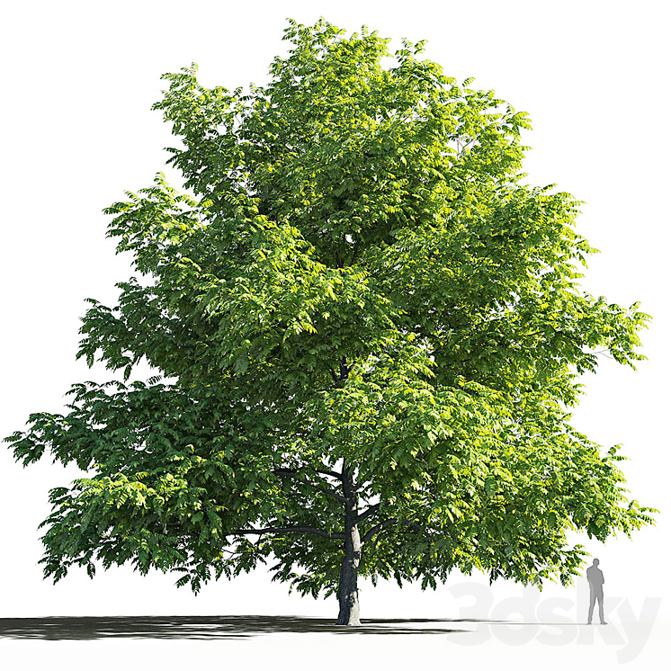 Manchurian Walnut (Juglans mandshurica) 3DS Max - thumbnail 1