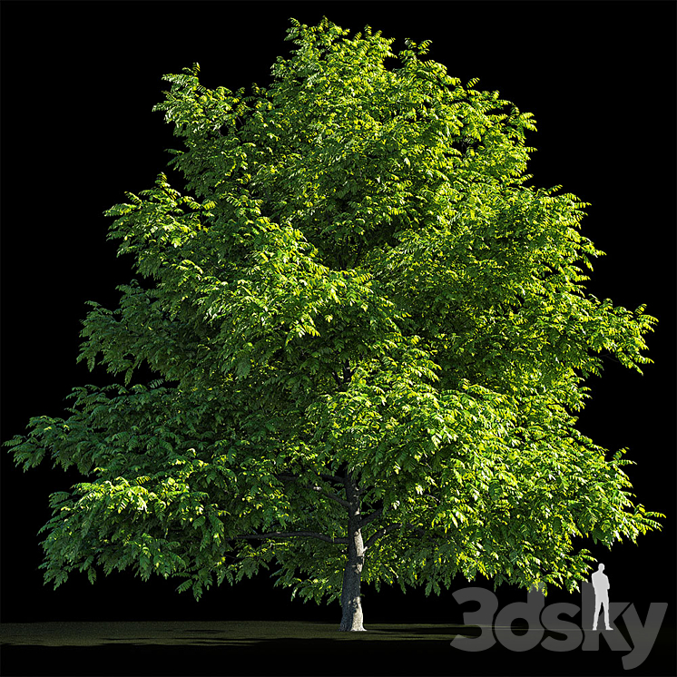 Manchurian Walnut (Juglans mandshurica) 3DS Max - thumbnail 2