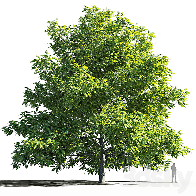 Manchurian Walnut (Juglans mandshurica) 3DSMax File - thumbnail 1