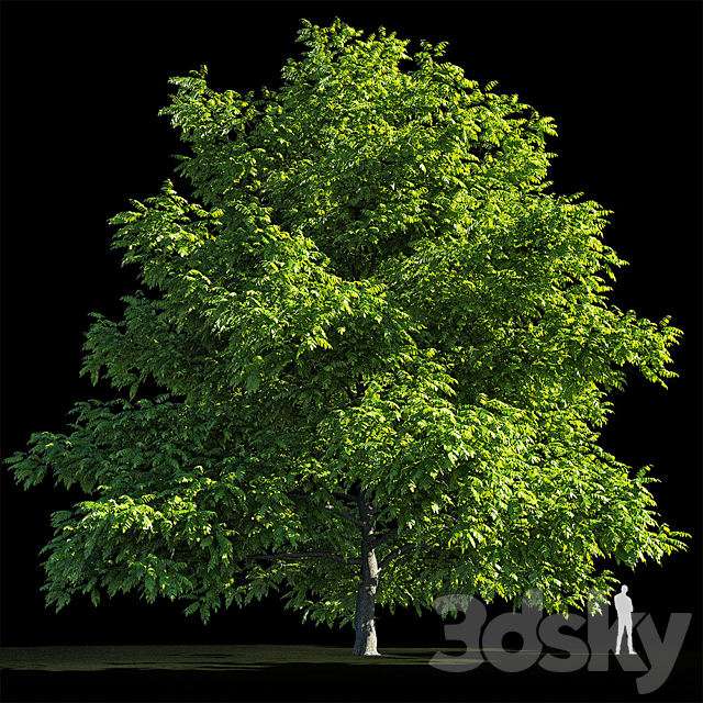 Manchurian Walnut (Juglans mandshurica) 3DSMax File - thumbnail 2