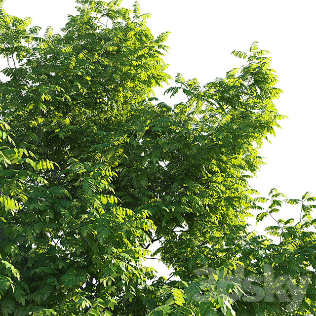 Manchurian Walnut (Juglans mandshurica) 3DSMax File - thumbnail 3