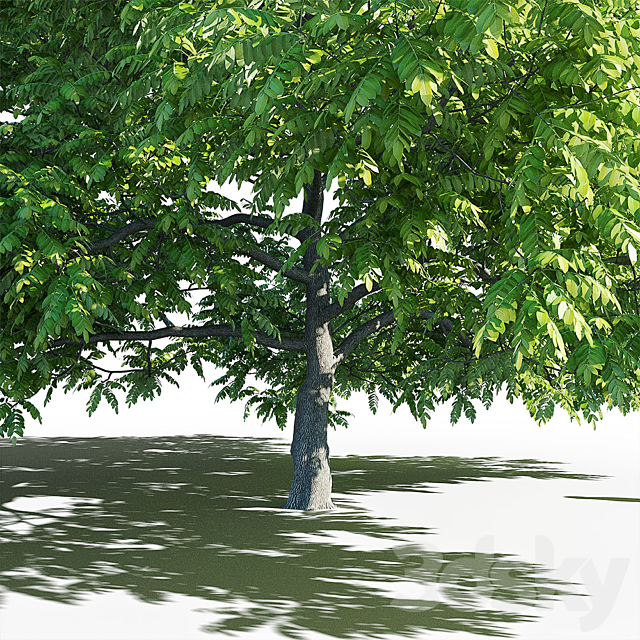 Manchurian Walnut (Juglans mandshurica) 3DSMax File - thumbnail 4