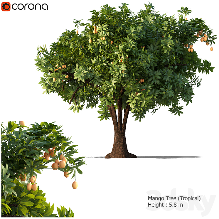 Mango tree 3DS Max - thumbnail 1