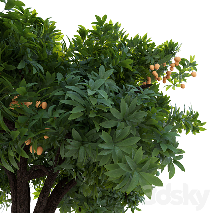 Mango tree 3DS Max - thumbnail 2