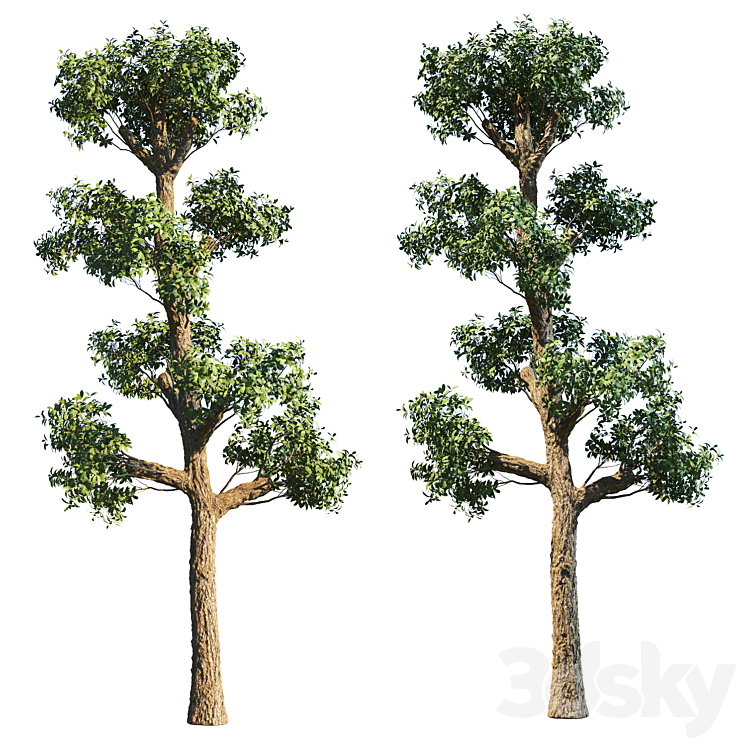 Manilkara Zapota tree 3DS Max Model - thumbnail 2