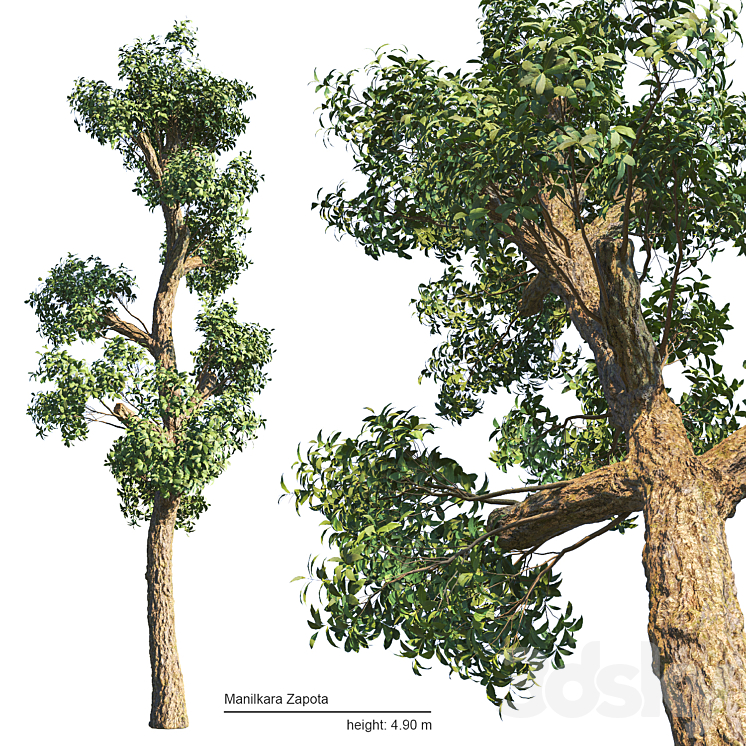 Manilkara Zapota tree 3DS Max Model - thumbnail 3